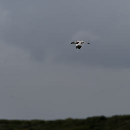Urlaub2012-06-17_Langeoog_15