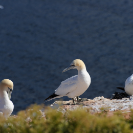 Urlaub2012-06-14_Helgoland_57