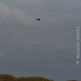 Urlaub2012-06-17_Langeoog_37