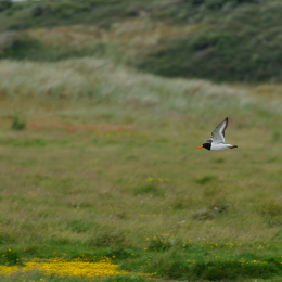 Urlaub2012-06-17_Langeoog_17