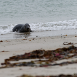 Urlaub2012-06-15_Helgoland_24