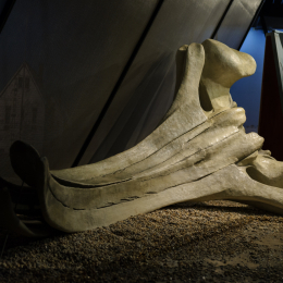 Urlaub2012-06-13_Bremerhaven_73