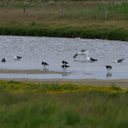 Urlaub2012-06-17_Langeoog_10