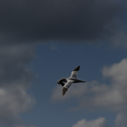 Urlaub2012-06-14_Helgoland_32