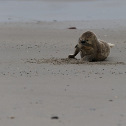 Urlaub2012-06-15_Helgoland_45