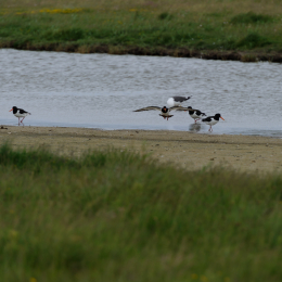 Urlaub2012-06-17_Langeoog_09