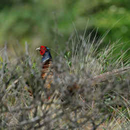 Urlaub2012-06-17_Langeoog_36