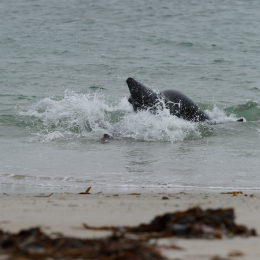 Urlaub2012-06-15_Helgoland_18