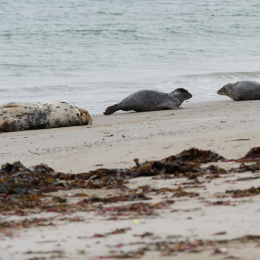 Urlaub2012-06-15_Helgoland_02