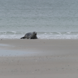 Urlaub2012-06-15_Helgoland_50