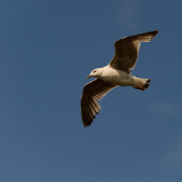 Urlaub2012-06-14_Helgoland_36