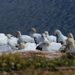 Urlaub2012-06-14_Helgoland_56