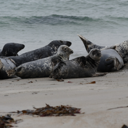 Urlaub2012-06-15_Helgoland_32