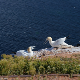 Urlaub2012-06-14_Helgoland_60