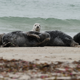 Urlaub2012-06-15_Helgoland_09
