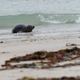 Urlaub2012-06-15_Helgoland_22