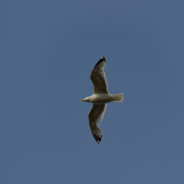 Urlaub2012-06-14_Helgoland_37