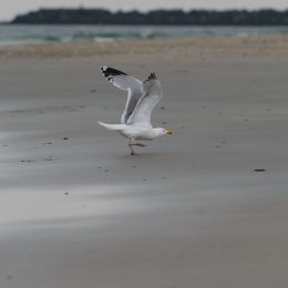Urlaub2012-06-15_Helgoland_39