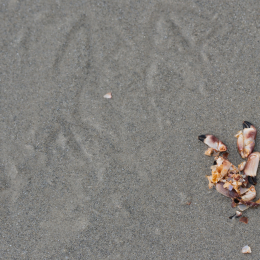 Urlaub2012-06-15_Helgoland_40