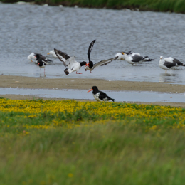 Urlaub2012-06-17_Langeoog_27