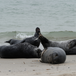 Urlaub2012-06-15_Helgoland_14