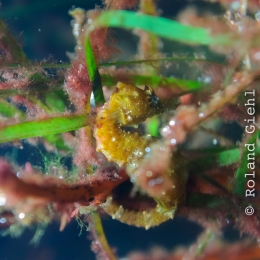 Urlaub2012-06-11_Wilhelmshaven_19