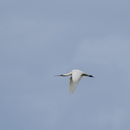 Urlaub2012-06-17_Langeoog_22
