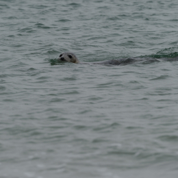 Urlaub2012-06-15_Helgoland_36