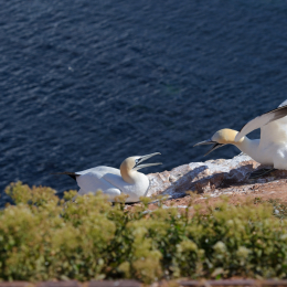 Urlaub2012-06-14_Helgoland_59