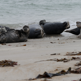 Urlaub2012-06-15_Helgoland_30