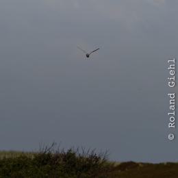 Urlaub2012-06-17_Langeoog_38