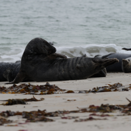 Urlaub2012-06-15_Helgoland_20