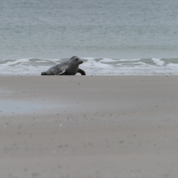 Urlaub2012-06-15_Helgoland_51