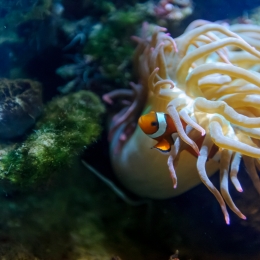 Urlaub2012-06-11_Wilhelmshaven_33