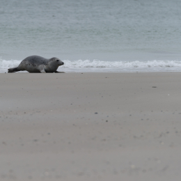 Urlaub2012-06-15_Helgoland_54