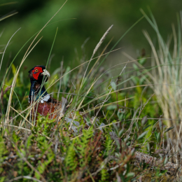 Urlaub2012-06-17_Langeoog_33