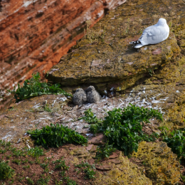 Urlaub2012-06-14_Helgoland_49