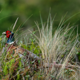 Urlaub2012-06-17_Langeoog_34