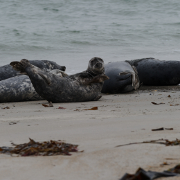 Urlaub2012-06-15_Helgoland_28