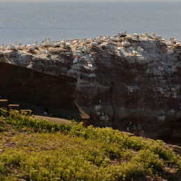 Urlaub2012-06-14_Helgoland_28
