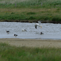 Urlaub2012-06-17_Langeoog_07