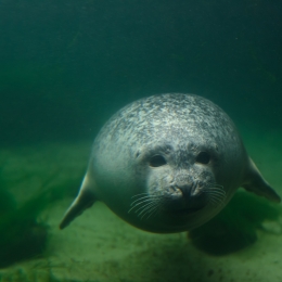 Urlaub2012-06-11_Wilhelmshaven_18