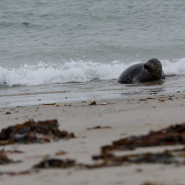 Urlaub2012-06-15_Helgoland_23
