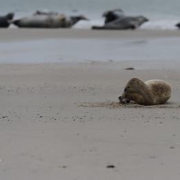 Urlaub2012-06-15_Helgoland_47