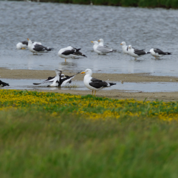 Urlaub2012-06-17_Langeoog_29