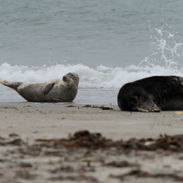 Urlaub2012-06-15_Helgoland_12