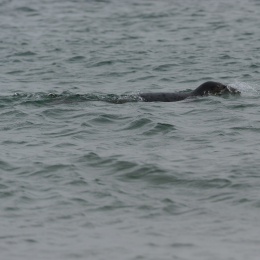 Urlaub2012-06-15_Helgoland_35