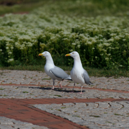 Urlaub2012-06-14_Helgoland_41