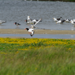 Urlaub2012-06-17_Langeoog_26