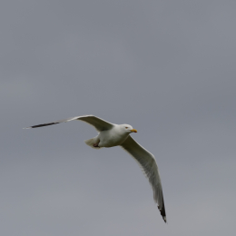 Urlaub2012-06-17_Langeoog_19
